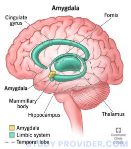 Brain parts